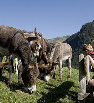 Tierwelt